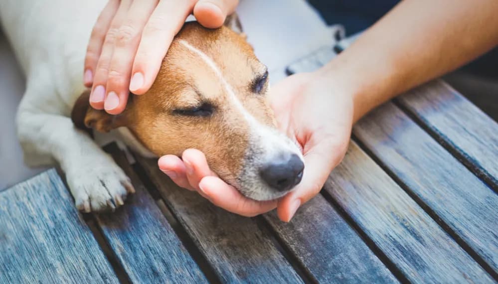 Objawy śmierci psa ze starości – jak je rozpoznać i co robić