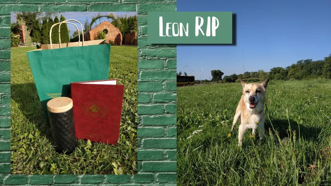 Ile kosztuje kremacja psa w UK? Sprawdź ceny i ważne informacje