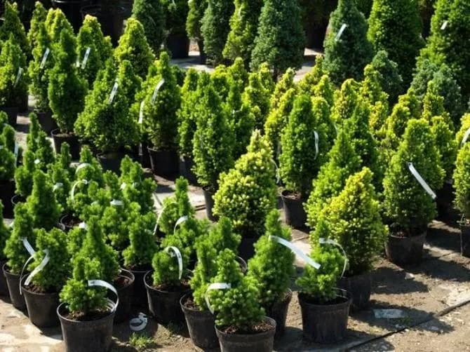 Jakie iglaki na cmentarz wybrać, aby uniknąć problemów z pielęgnacją?