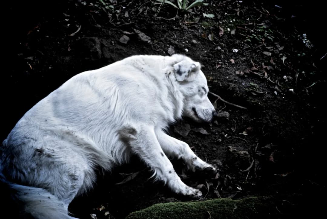 Co się dzieje z psem po śmierci? Emocjonalne aspekty i opcje działania